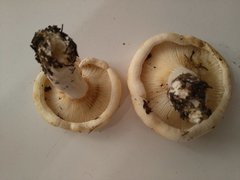 Lactarius evosmus