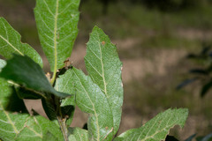 Quercus eduardii