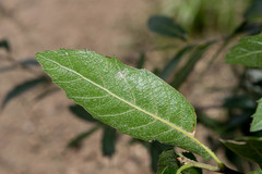Quercus eduardii