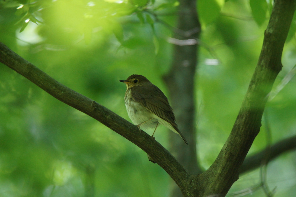 Swainson's Thrush