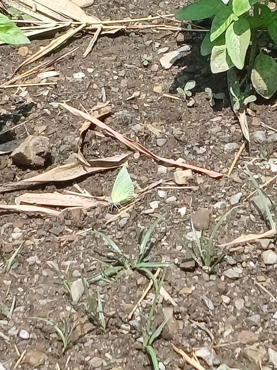 Lemon Emigrant