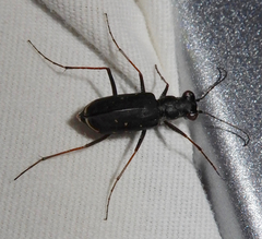 Cicindela punctulata