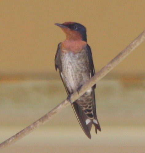 Hirundo javanica