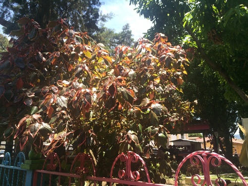 Acalypha wilkesiana