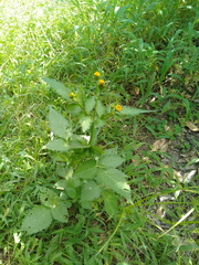 Bidens pilosa pilosa