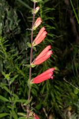 Lamourouxia rhinanthifolia