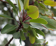 Arbutus arizonica