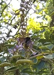 Bombus pensylvanicus