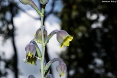 Prochnyanthes mexicana