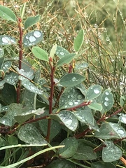 Cotoneaster integerrimus