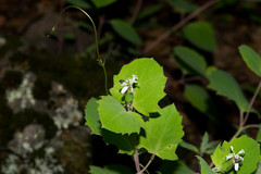 Guardiola platyphylla