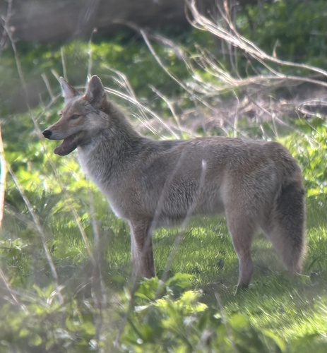 Coyote photographed in Vermont