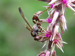 Polistes tenellus
