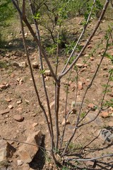 Heteromorpha arborescens abyssinica
