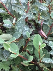 Cotoneaster integerrimus