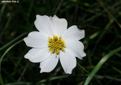 Cosmos palmeri