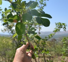 Heteromorpha arborescens abyssinica