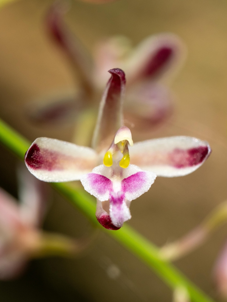 Acriopsis liliifolia