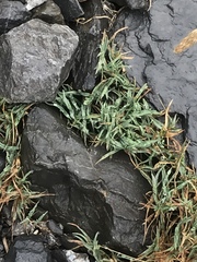 Trisetum distichophyllum