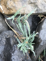 Trisetum distichophyllum