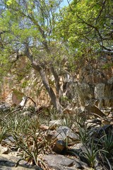 Sansevieria aethiopica
