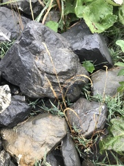 Trisetum distichophyllum