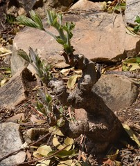 Cyphostemma lanigerum