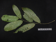 Polyalthia lateriflora