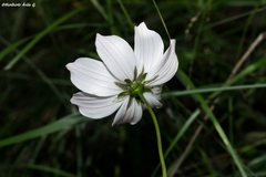 Cosmos palmeri