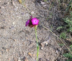 Dianthus capitatus