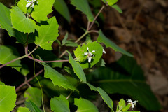 Guardiola platyphylla