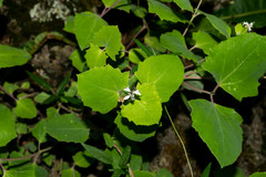 Guardiola platyphylla