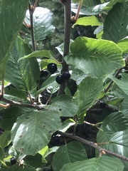 Rhamnus alpina