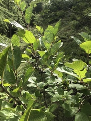 Rhamnus alpina