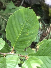 Rhamnus alpina
