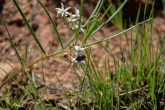 Asclepias stellifera
