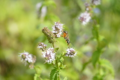 Sphex ichneumoneus