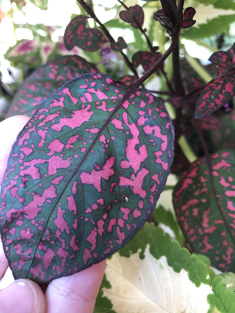 Hypoestes phyllostachya foliage detail