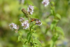 Sphex ichneumoneus