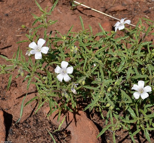 Monsonia burkeana 2