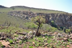 Cussonia paniculata sinuata