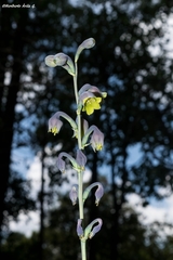 Prochnyanthes mexicana