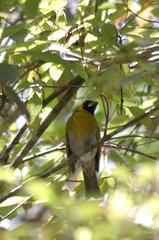 Caryothraustes poliogaster