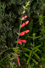 Lamourouxia rhinanthifolia