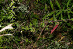 Lamourouxia rhinanthifolia