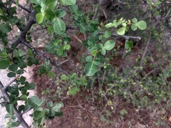 Commiphora berryi