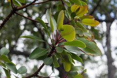 Arbutus arizonica