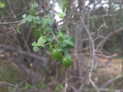 Commiphora berryi