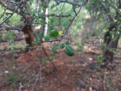 Commiphora berryi