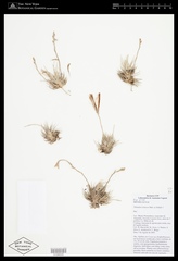 Tillandsia loliacea